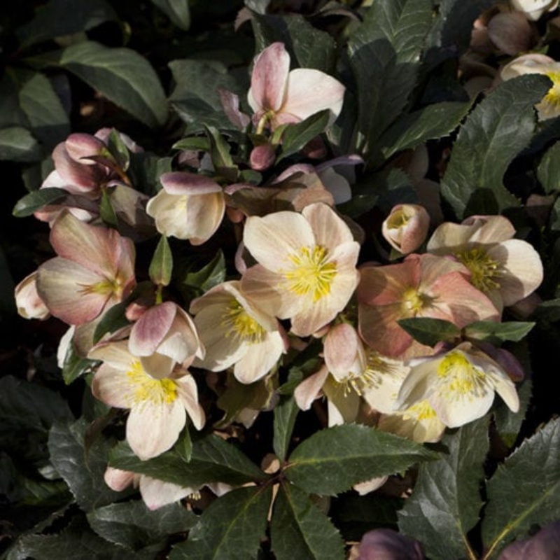‘Camelot’ Snow Rose | Hellebore Gold Collection