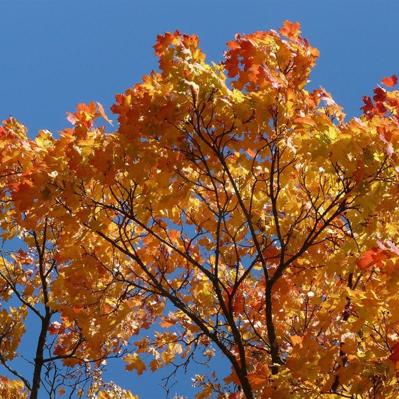 Canadian Red Maple Tree | Acer rubrum