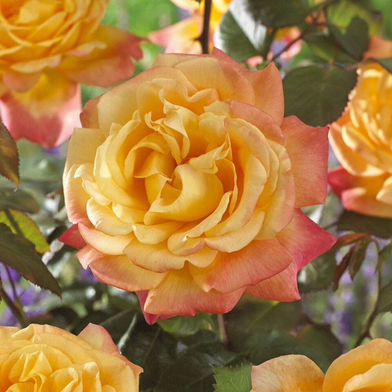 ‘Caribbean Dawn’ Patio Shrub Rose