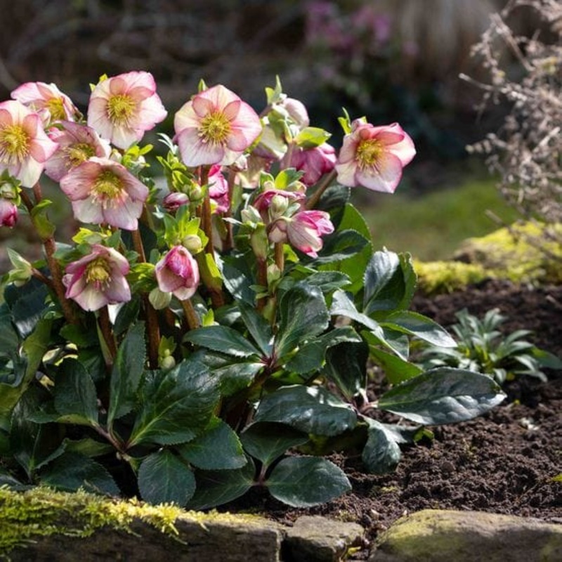 ‘Carlotta’ Snow Rose | ‘Ice N’ Roses’ Series | Hellebore Gold Collection