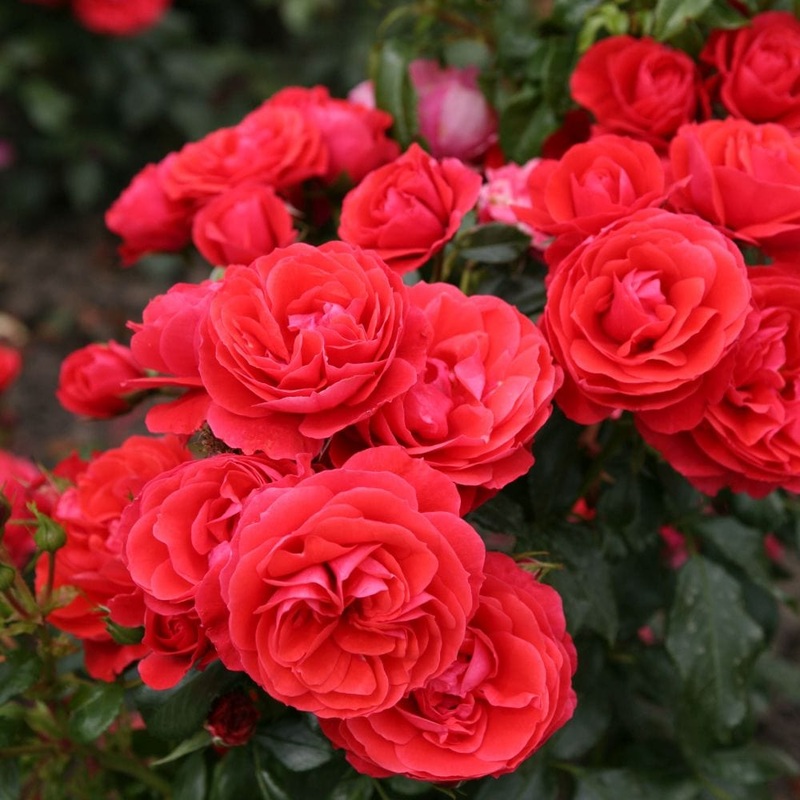 ‘Cherry Girl’ Floribunda Rose