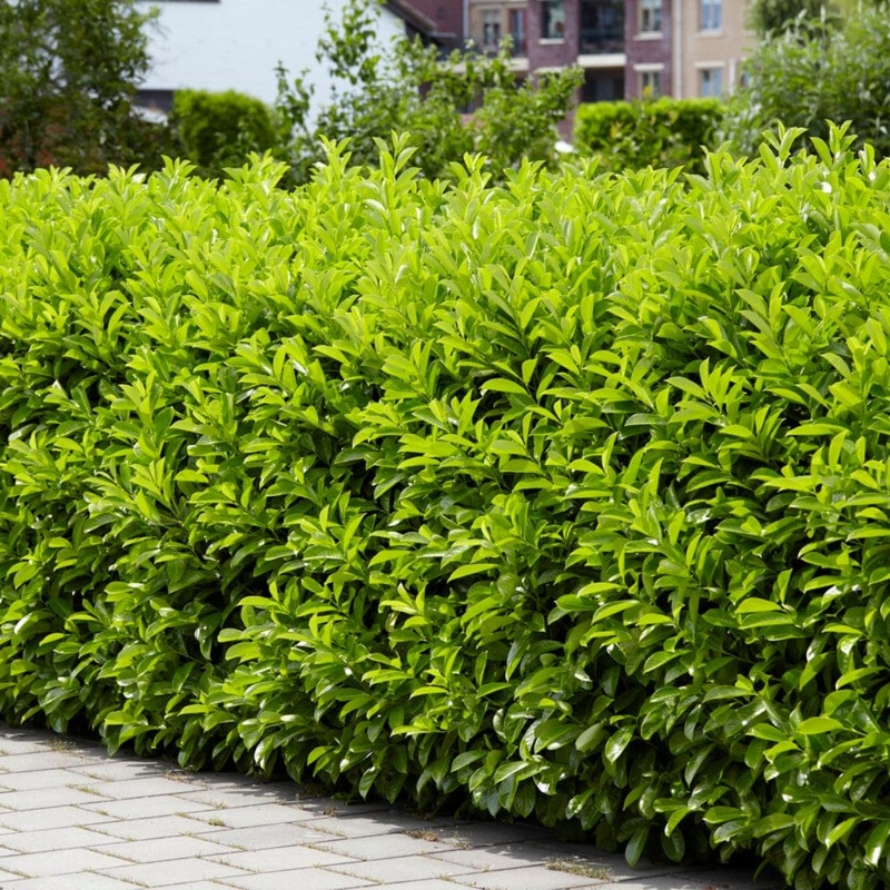 Cherry Laurel Hedging | Prunus laurocerasus ‘Rotundifolia’