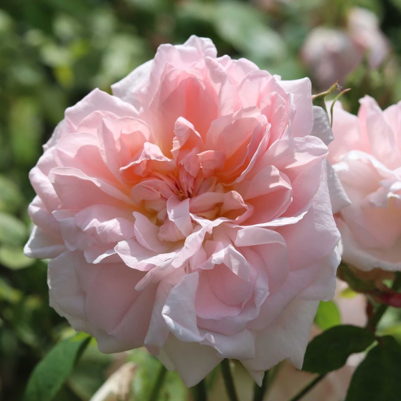 ‘Cinderella’ Shrub Rose