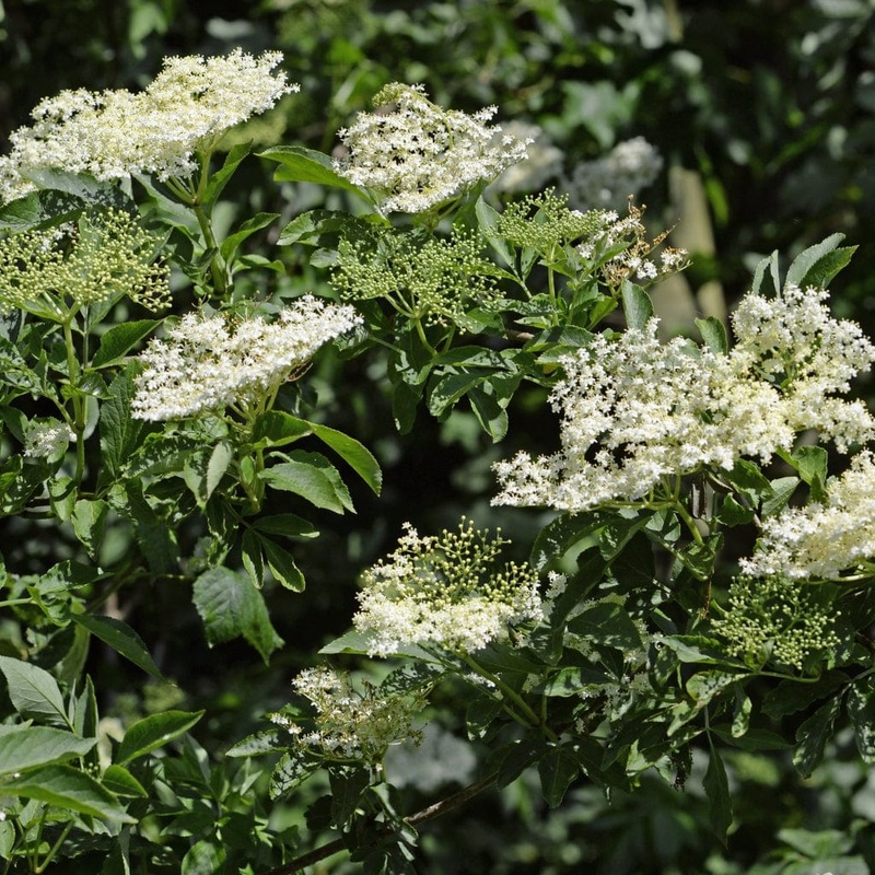 Common Alder Hedging | Alnus glutinosa