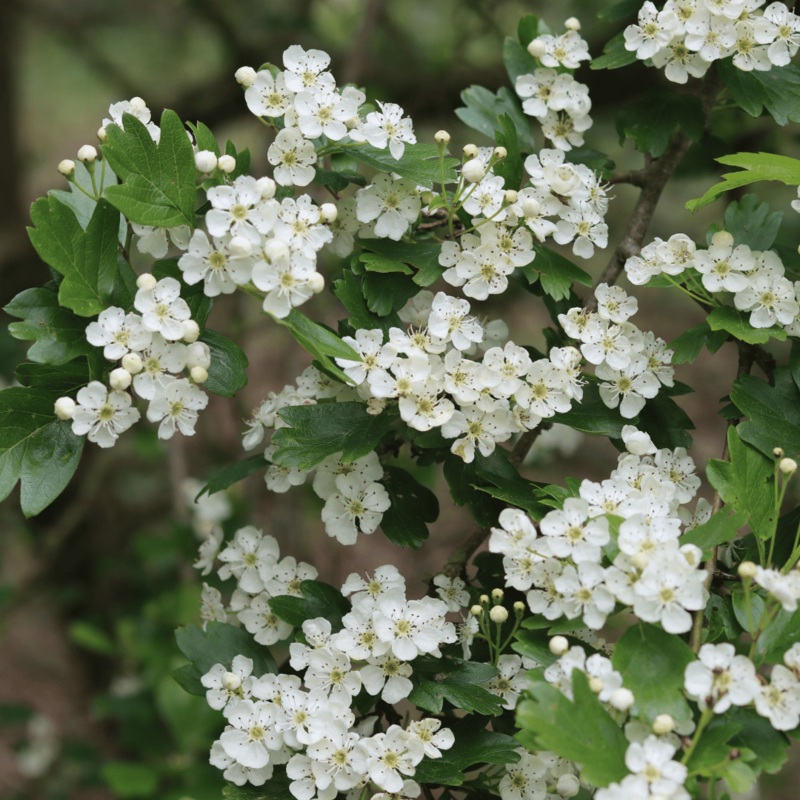 Common Hawthorn Hedging | Crataegus monogyna
