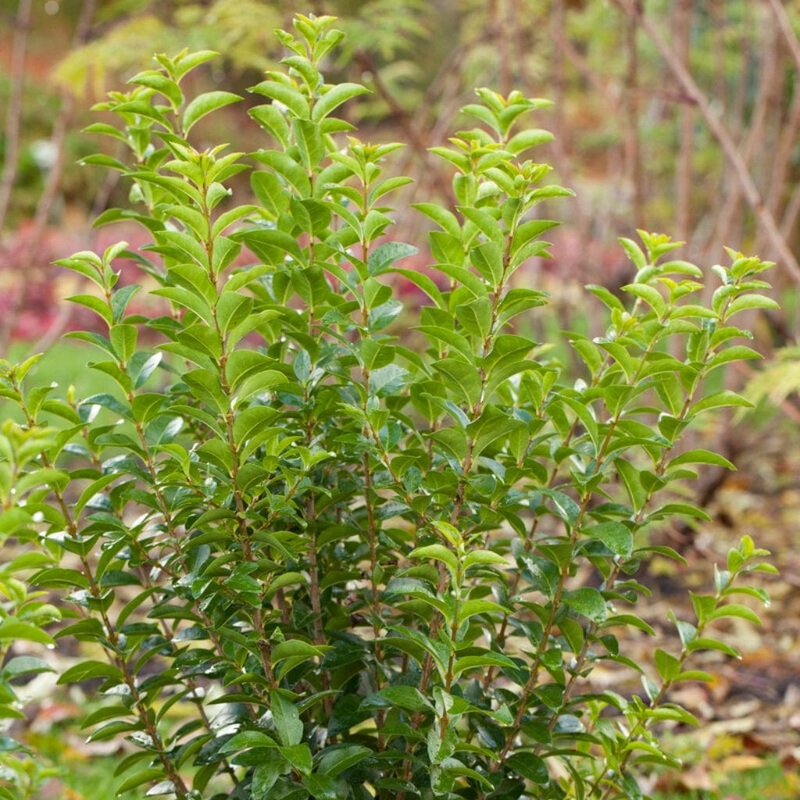 Common Privet Hedging | Ligustrum ovalifolium