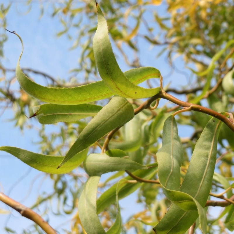 Corkscrew Willow Hedging | Salix matsudana ‘Tortuosa’