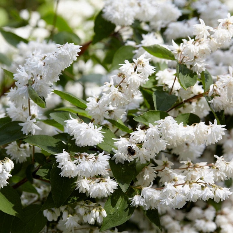 Deutzia scabra Hedging