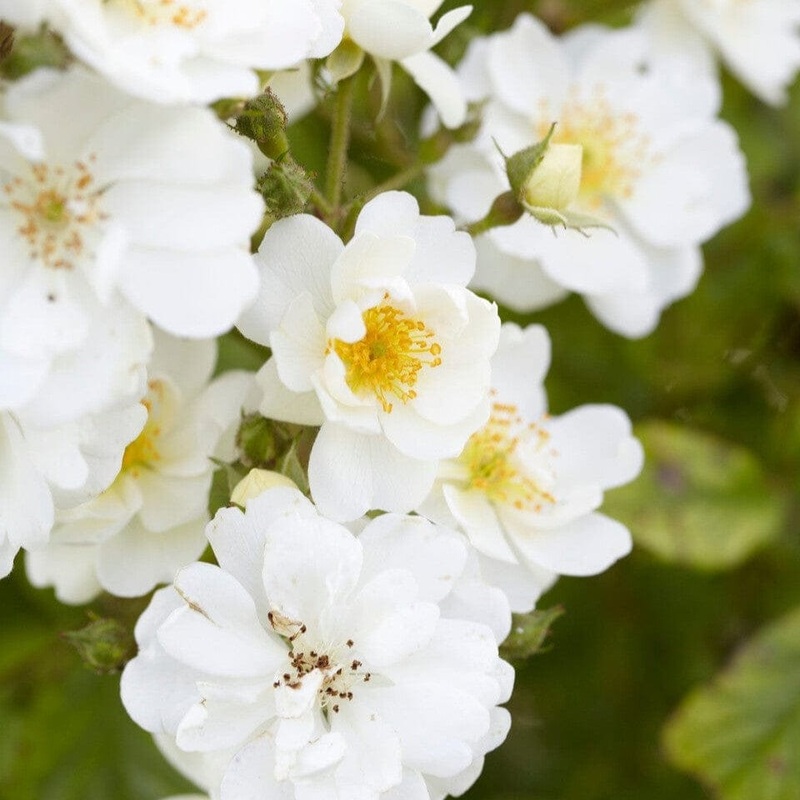 ‘Diamond’ Patio Shrub Rose