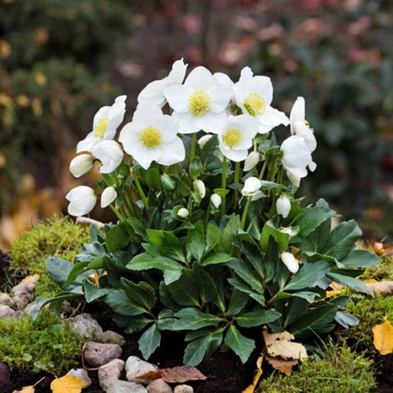 ‘Diva’ Christmas Rose | Hellebore Gold Collection