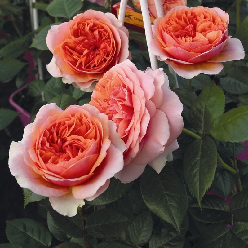 ‘Duchess of Cornwall’ Hybrid Tea Rose