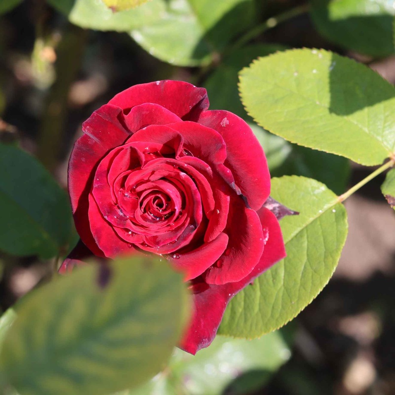 ‘Dwarf Fairy’ Patio Shrub Rose