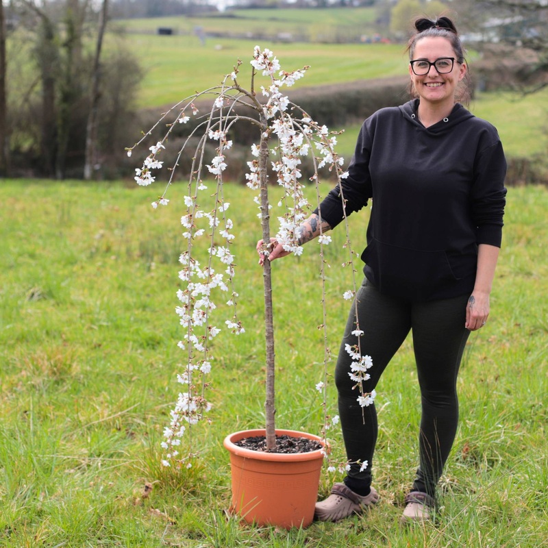 Dwarf White Weeping Cherry Blossom Tree | Prunus ‘Snow Showers’