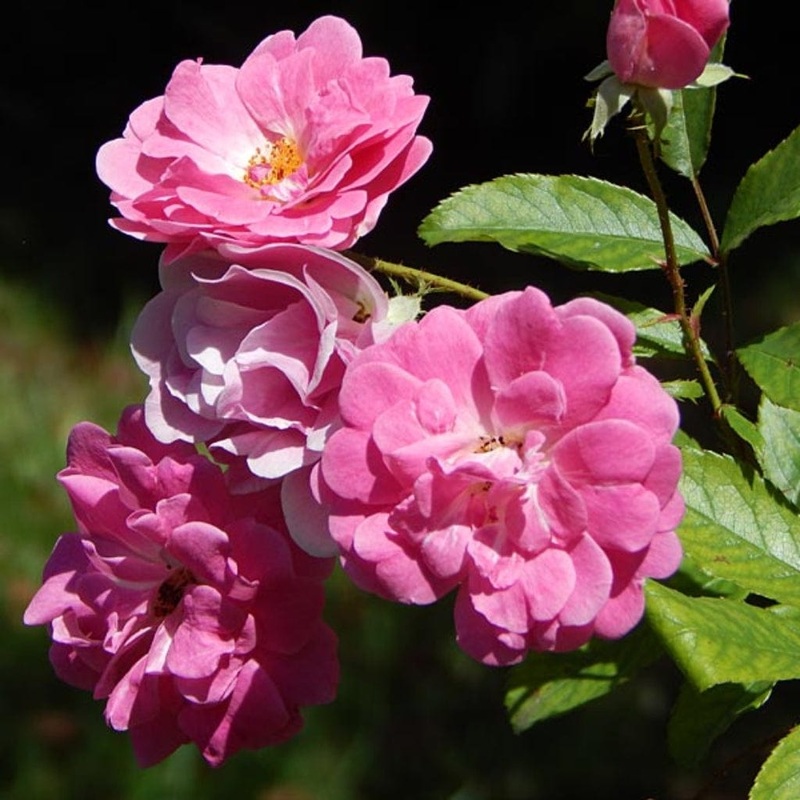 Eglantine Rose Hedging | Rosa rubiginosa