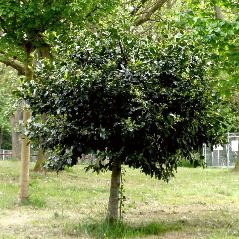 English Holly | Ilex aquifolium