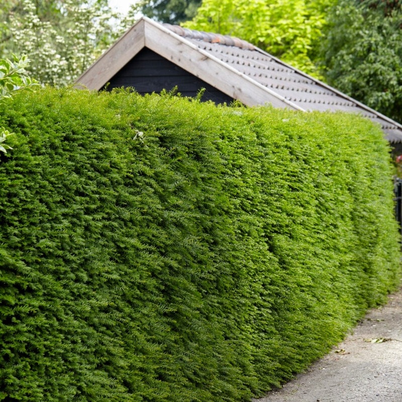 English Yew | Taxus baccata