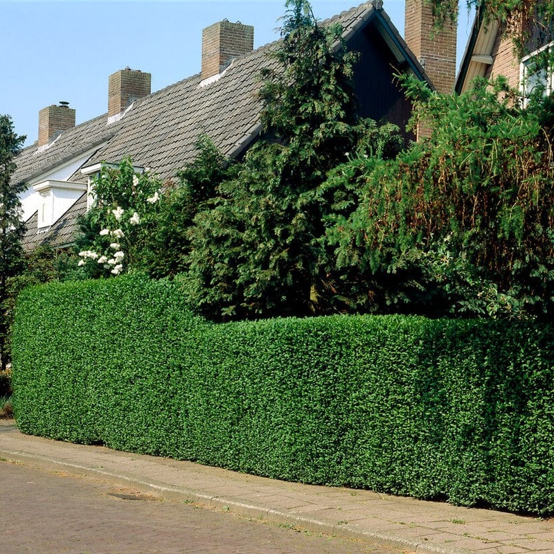 Fast Growing Evergreen Hedging Wildlife Mix | Growers’ Choice
