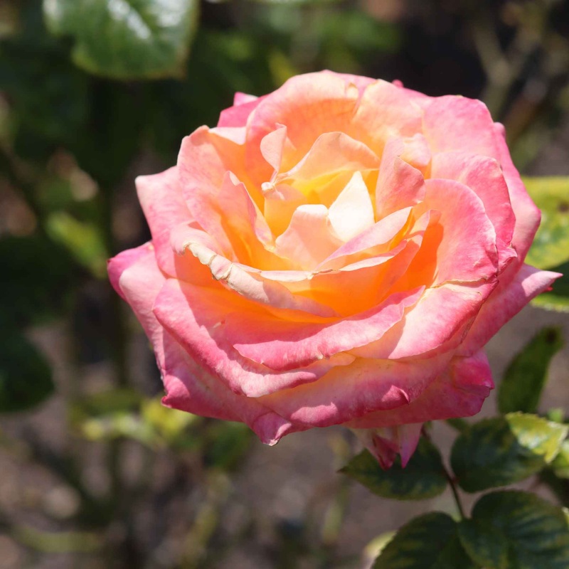 ‘Firebird’ Floribunda Rose