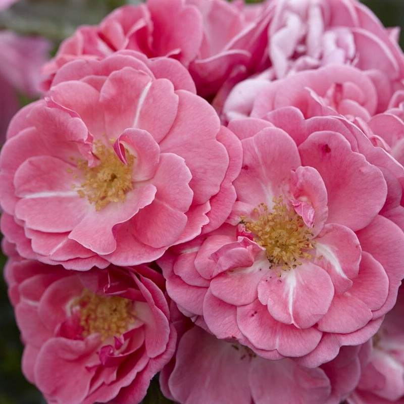 ‘Flirt 2011’ Patio Shrub Rose