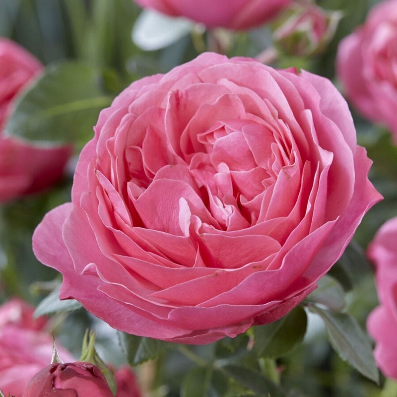 ‘Flora Colonia’ Shrub Rose
