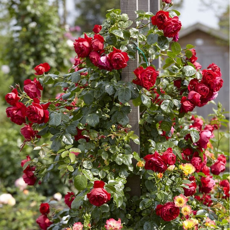 ‘Florentina’ Climbing Rose