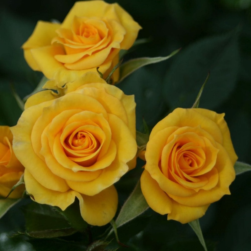 ‘Flower Power Gold’ Patio Shrub Rose