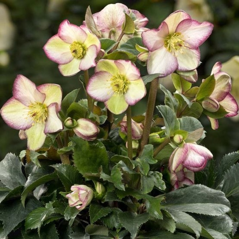 ‘Frosted Rose’ Snow Rose | ‘Ice N’ Roses’ Series | Hellebore Gold Collection