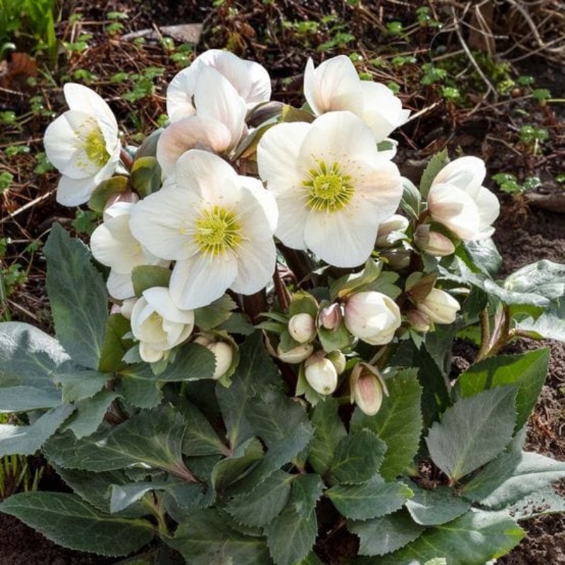 ‘Frosty’ Snow Rose | Hellebore Gold Collection