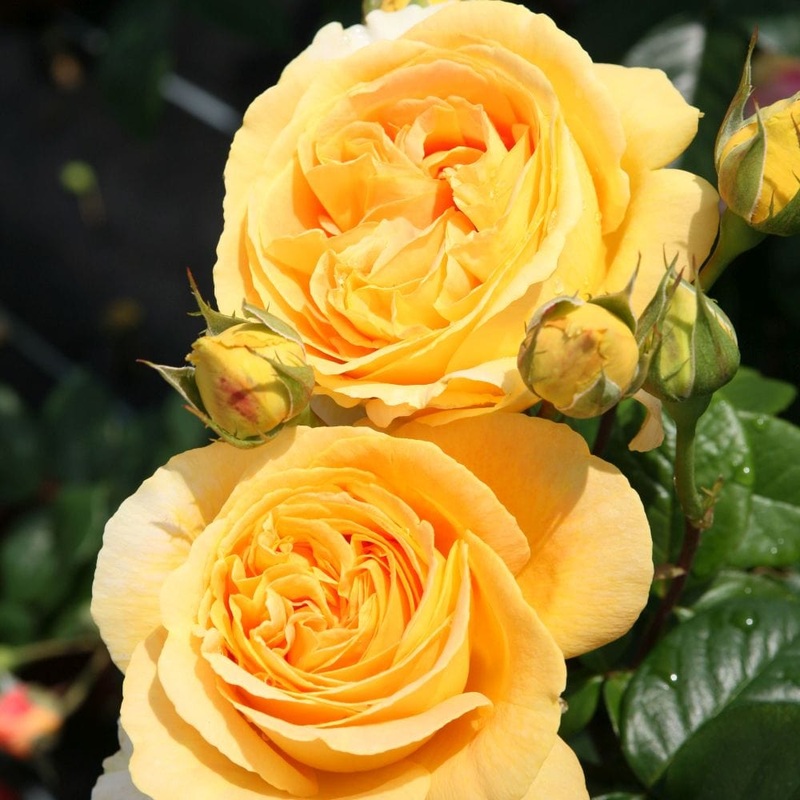 ‘Global Beauty (Candlelight)’ Hybrid Tea Rose
