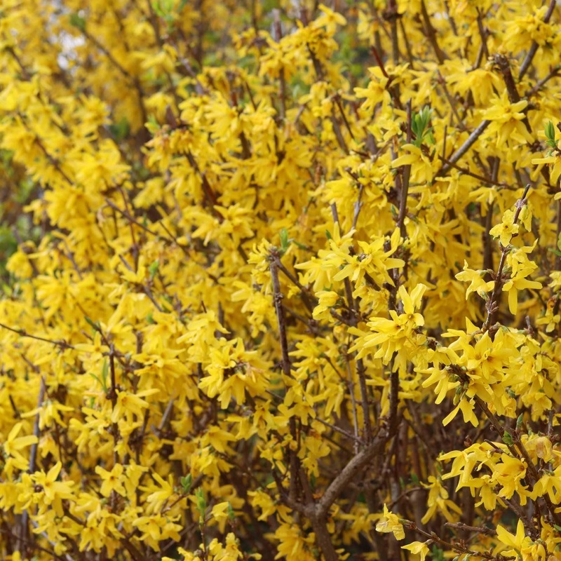 Golden Bells | Forsythia intermedia ‘Spectabilis’