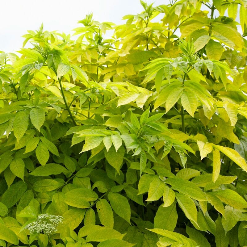 Golden Elder Hedging | Sambucus nigra ‘Aurea’