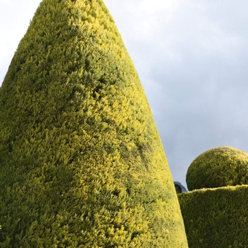 Golden Leyland Cypress | Cupressocyparis leylandii ‘Castlewellan Gold’