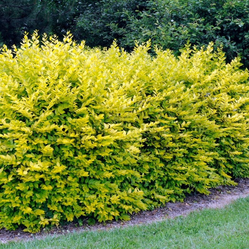 Golden Privet Hedging | Ligustrum ovalifolium ‘Aureum’