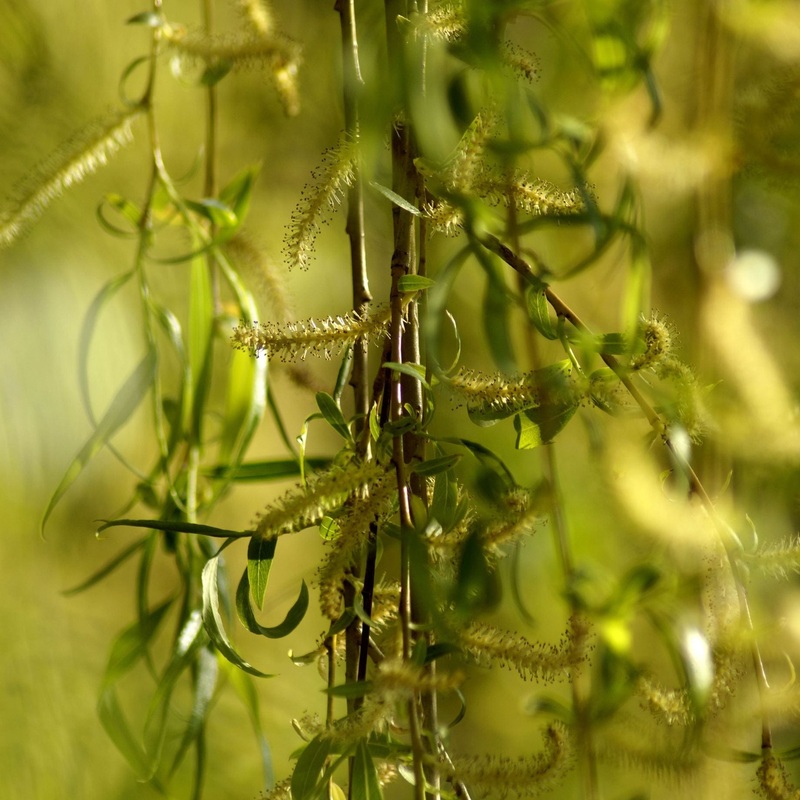 Golden Weeping Willow Hedging | Salix ‘Chrysocoma’
