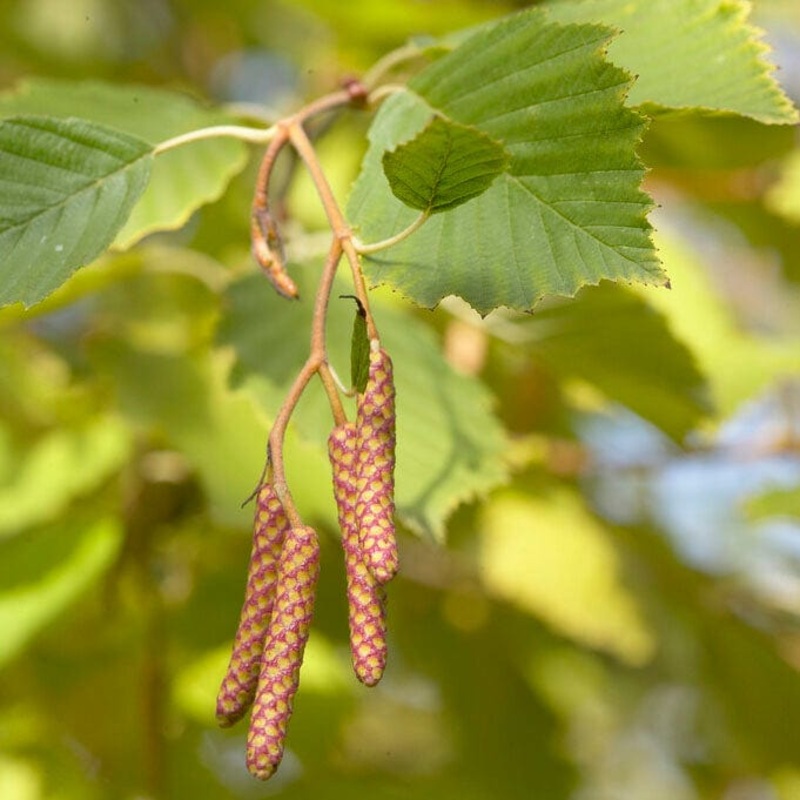 Grey Alder Tree | Alnus incana