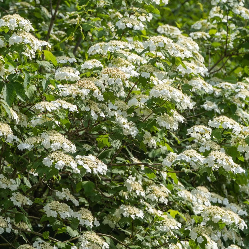 Guelder Rose Hedging | Viburnum opulus