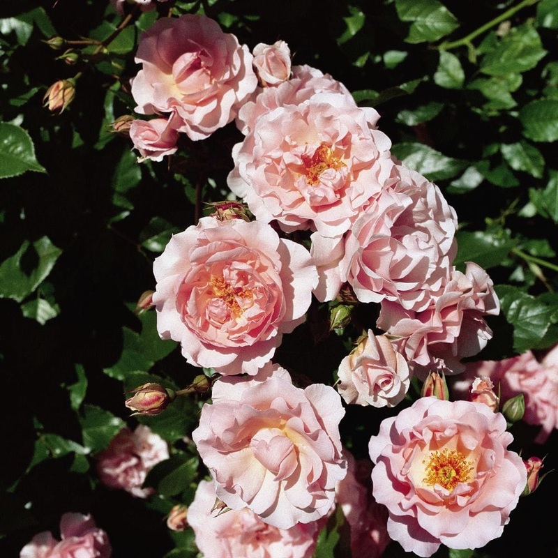 ‘Happy Retirement’ Shrub Rose