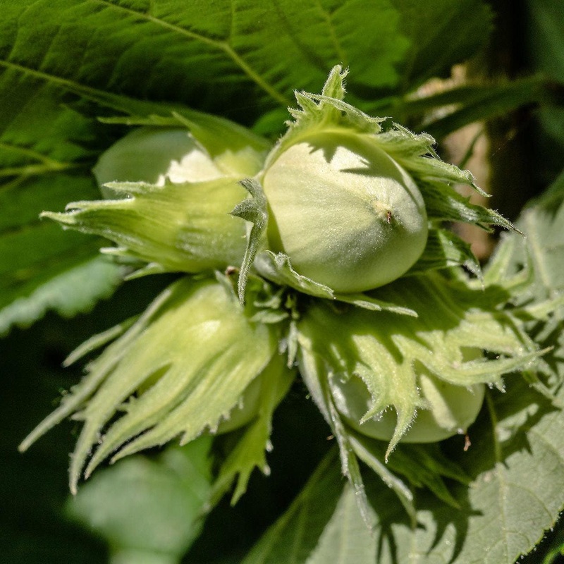 Hazel Tree | Corylus avellana