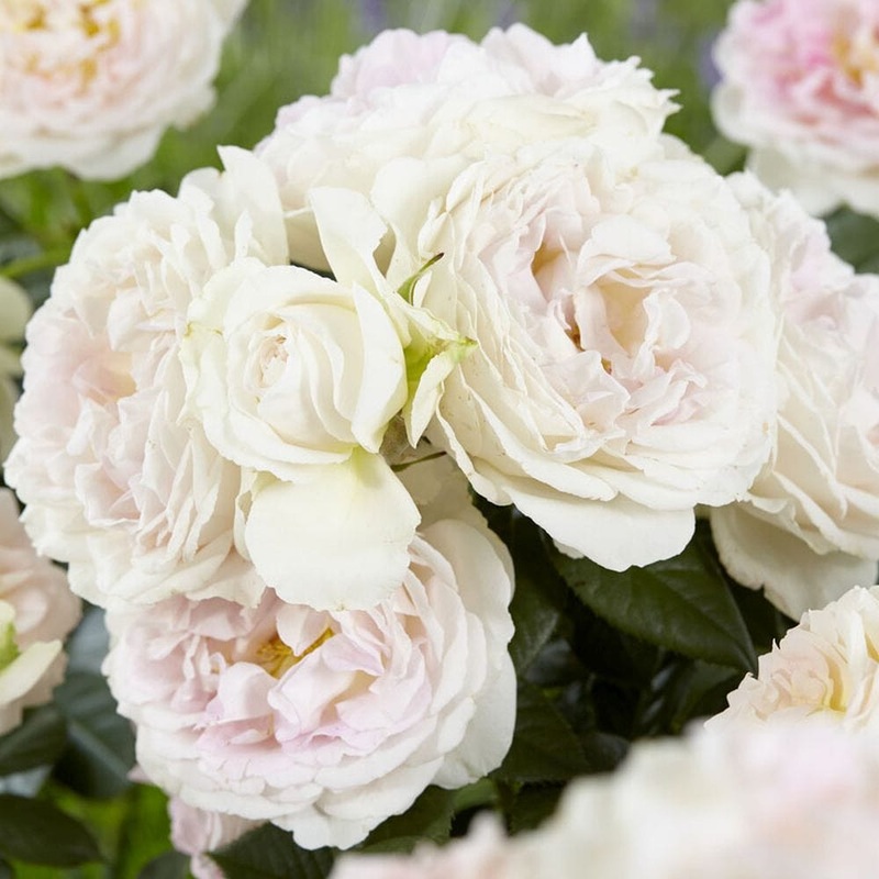‘Herkules’ Shrub Rose