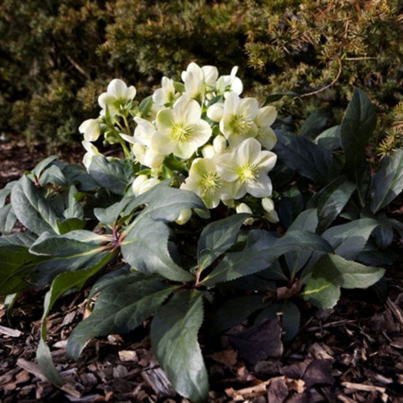 ‘Ice Breaker Max’ Snow Rose | Hellebore Gold Collection