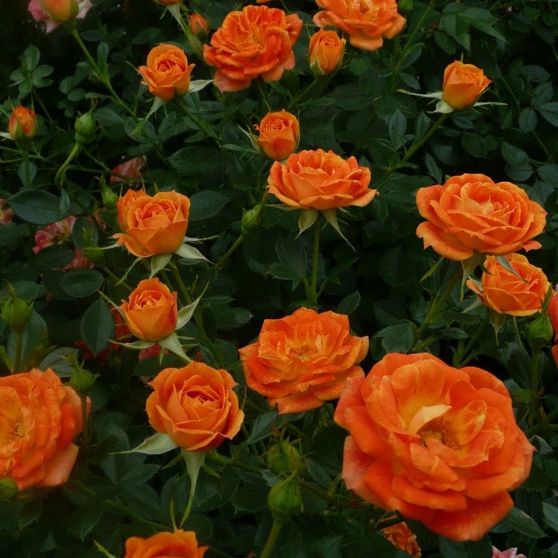 ‘Irish Eyes’ Floribunda Rose