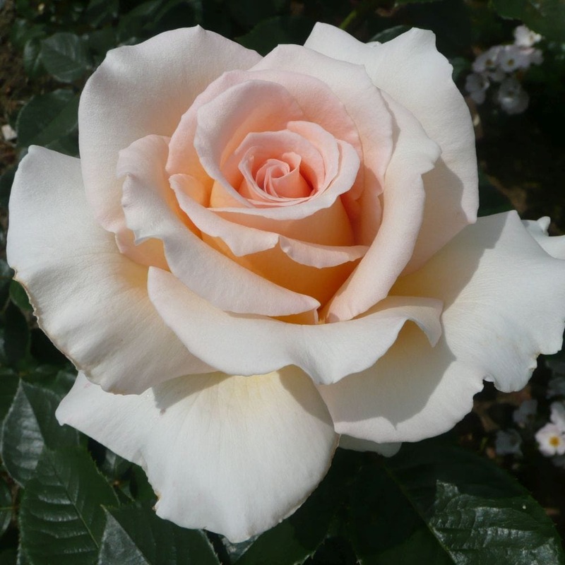 ‘Isn’t She Lovely’ Hybrid Tea Rose