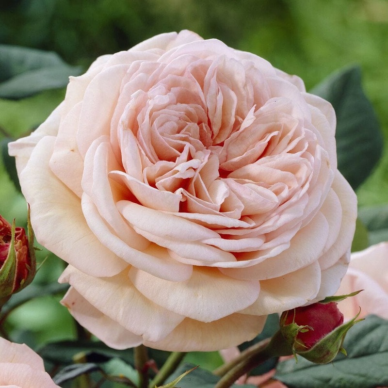 ‘It’s a Wonderful Life’ Floribunda Rose