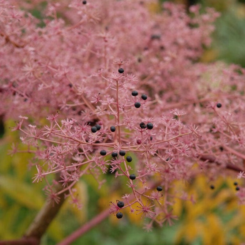 Japanese Angelica Tree | Aralia elata