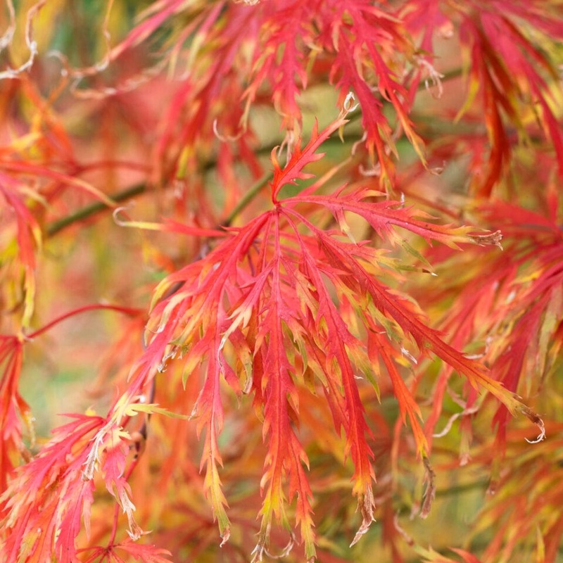 Japanese Maple Hedging | Acer palmatum