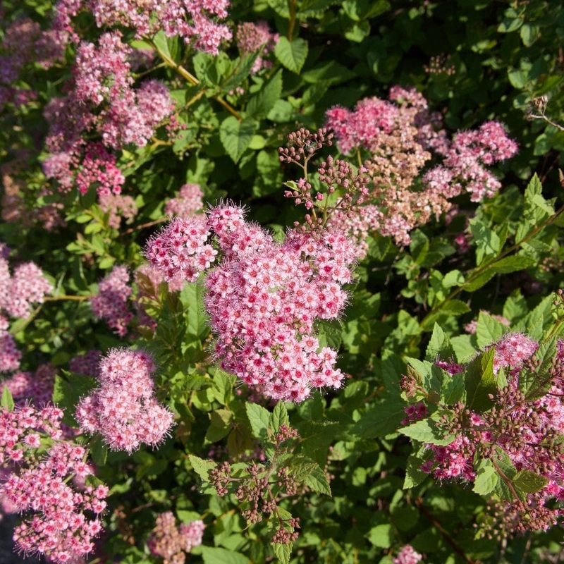 Japanese Meadowsweet Hedging | Spiraea japonica ‘Froebelii’