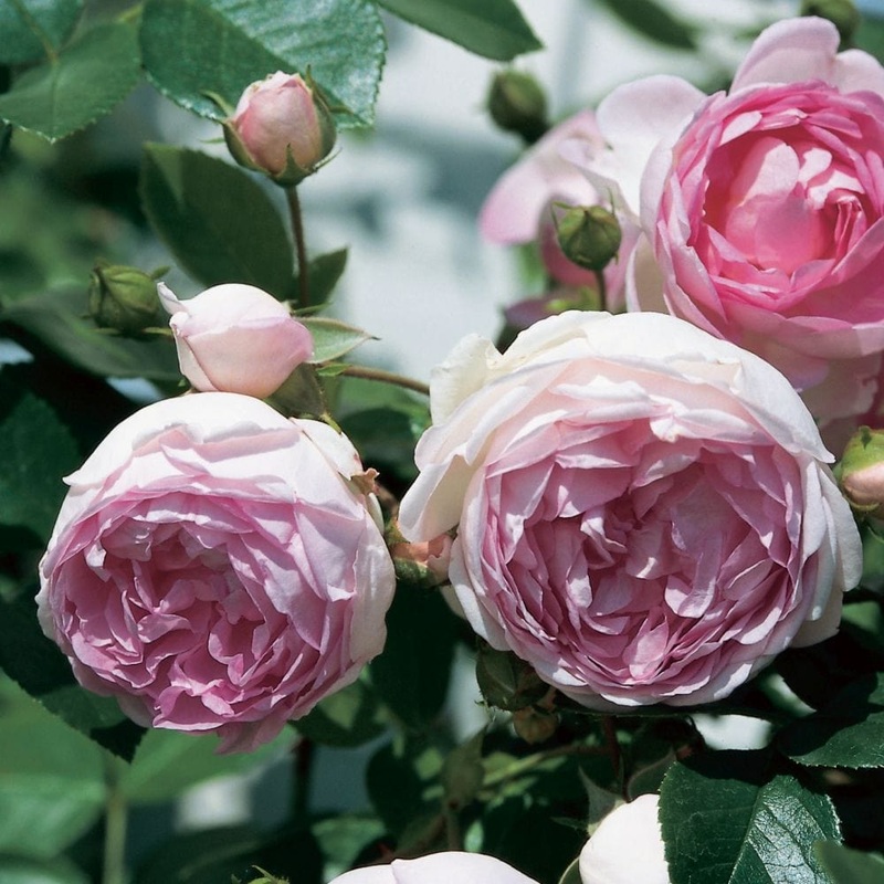 ‘Jasmina’ Climbing Rose