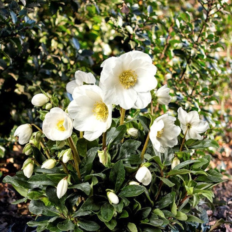 ‘Jesse’ Christmas Rose | Hellebore Gold Collection