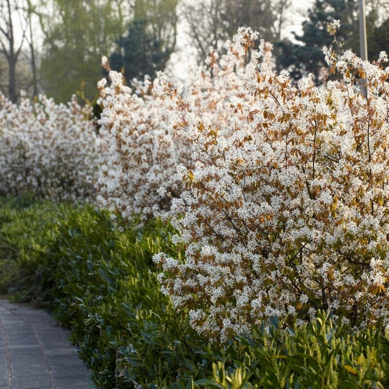 Juneberry Hedging | Amelanchier Canadensis