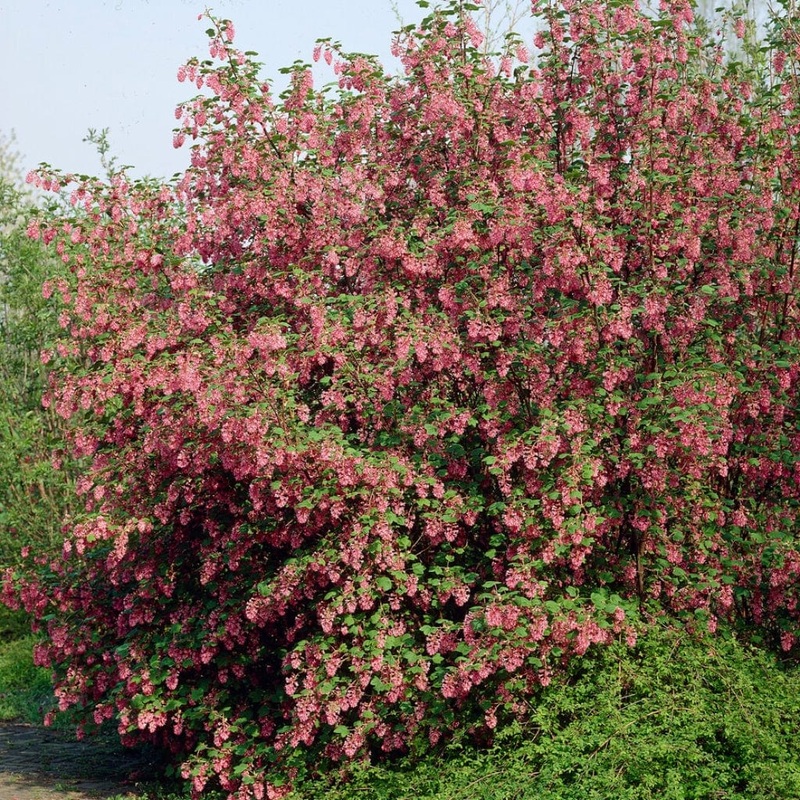 ‘King Edward VII’ Red Flowering Currant Hedging | Ribes sanguineum
